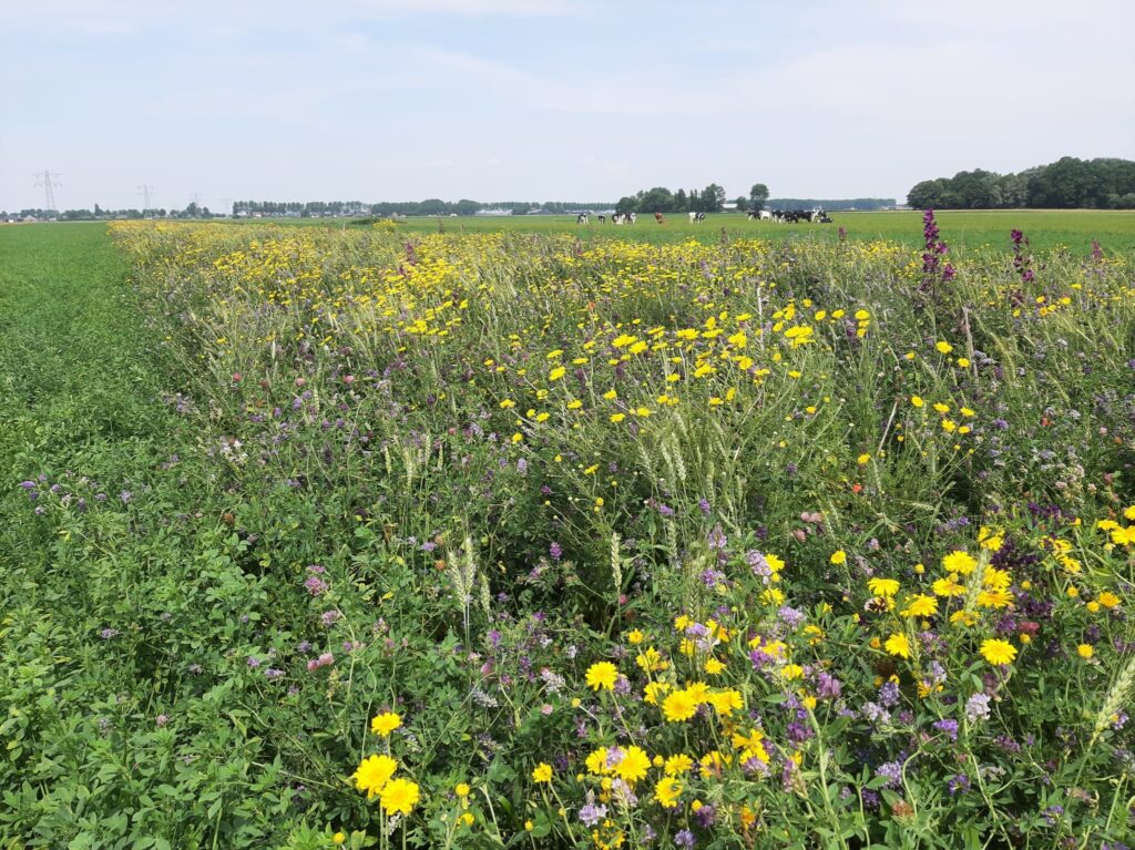 BNNH_kruidenrijke-akkerrand_foto-Marieke-Stam-WLD