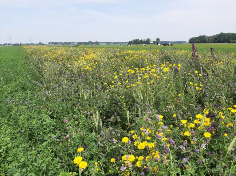 BNNH_kruidenrijke-akkerrand_foto-Marieke-Stam-WLD